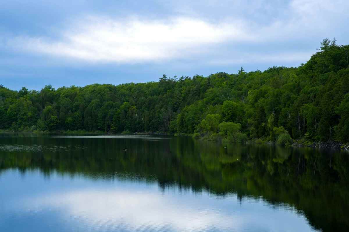 Scenic Lough Ree with woodland backdrop, teeming with bream and roach.